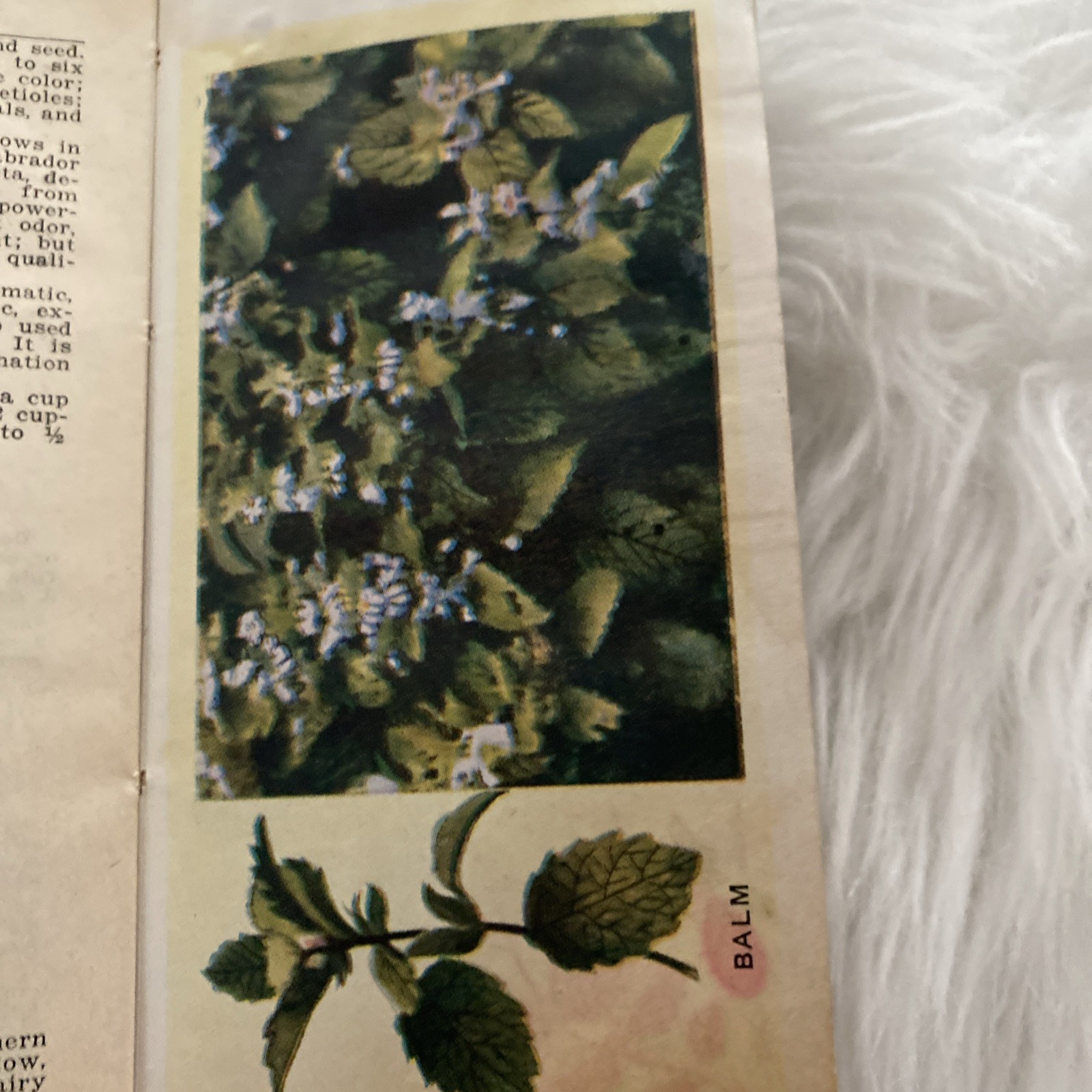The Herbalist 1934 Joseph E. Meyer Green Hardcover Color Plates Illustrated