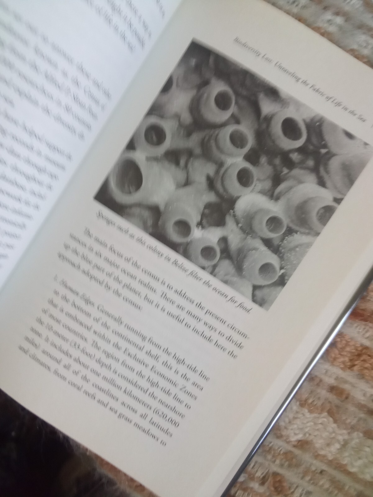 The World Is Blue: How Our Fate and the Ocean’s Are One by Sylvia A Earle, HCDJ