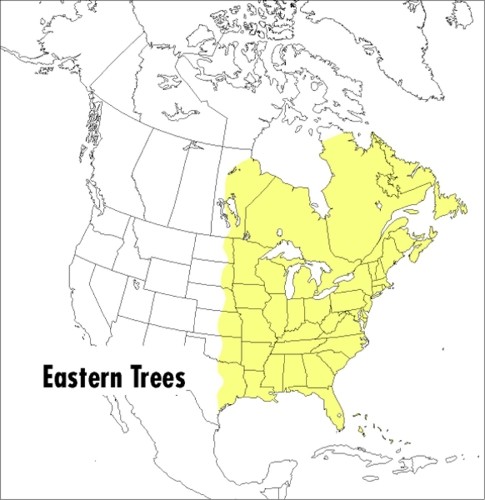 George A. Petrid Peterson Field Guide To Eastern Trees, (Paperback) (UK IMPORT)