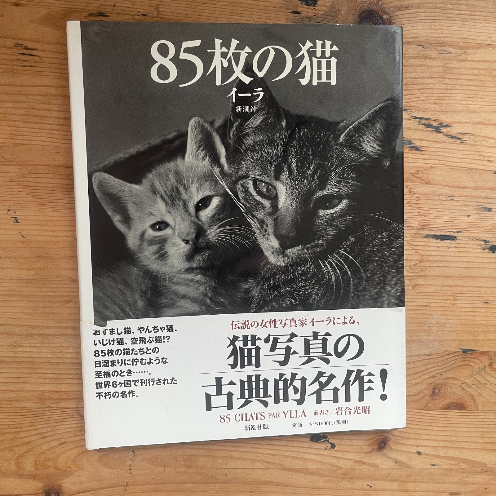 85 Cats Ylla Photo Book Shinchosha Vintage Japanese Cat Photography Art
